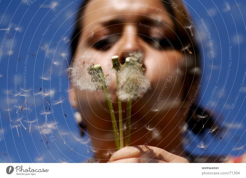 Blowing Dandelion Löwenzahn Luft Sommer Wunsch blasen Glück fliegen blau Gesicht Wind Mädchen Samen Pollenflug