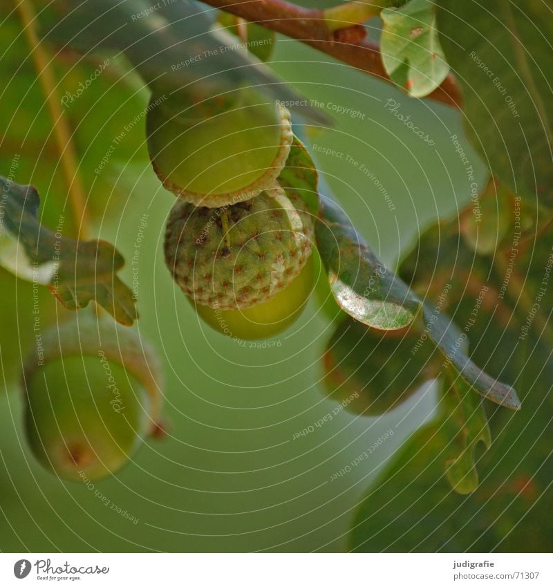 Herbst Eiche Blatt Baum Holz grün Licht Eicheln Zweig