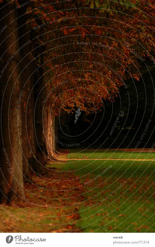 Der Weg in den Wald Baum Herbst kalt Trauer Blatt Festung standhaft Leben Ferne Heimweh Allee Vertrauen es wird winter grüne wiese Traurigkeit Wege & Pfade