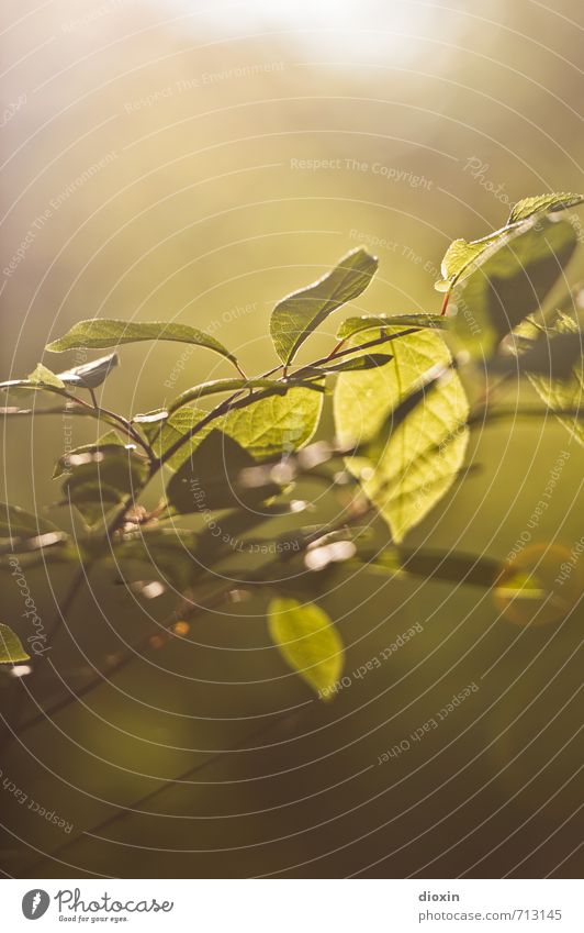 fresh feeling Umwelt Natur Pflanze Sonnenlicht Baum Blatt hell natürlich Zufriedenheit Lebensfreude Optimismus Gelassenheit Farbfoto Außenaufnahme