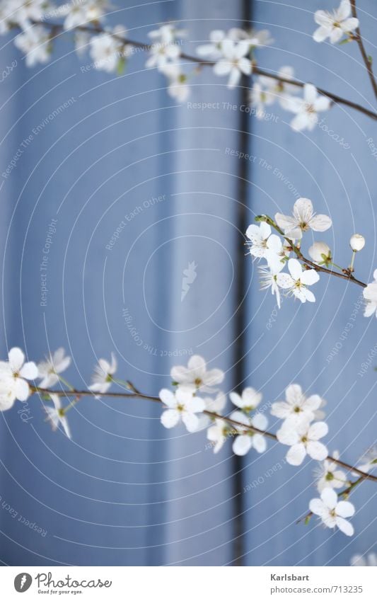 Stufen Gesundheit Garten Muttertag Umwelt Natur Pflanze Sonnenlicht Frühling Schönes Wetter Baum Blume Sträucher Blüte Mauer Wand Fassade Frühlingsgefühle