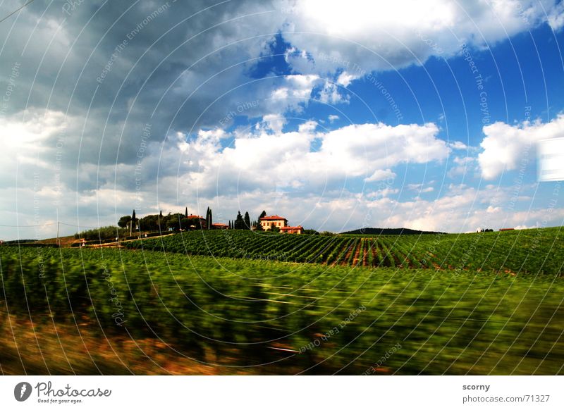 Im Rausch der Toskana Ferne Freiheit Sommer Haus Landschaft Pflanze Himmel Wolken Schönes Wetter Sträucher Feld Hügel Dorf Bewegung grün Landhaus Hecke Wein