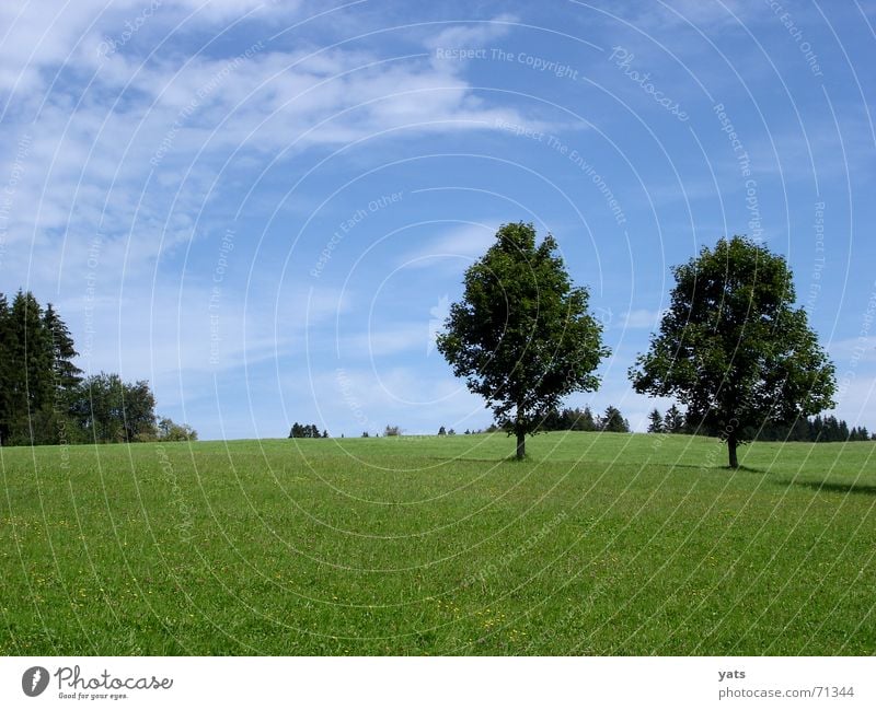 Lautlos. Baum Wolken grün Sommer Gras Wiese Allgäu Himmel blau