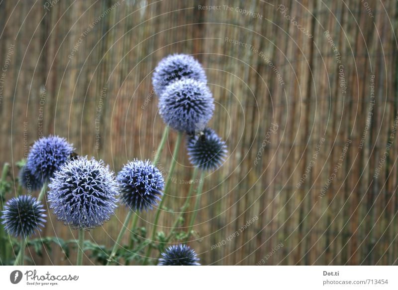 Allium Pflanze Sommer Blume Blüte Grünpflanze Garten rund violett Porree Lauchblüte Zaun Bambusmatte Blühend kugelig Kugelblüte sprießen gedeihen gärtnern