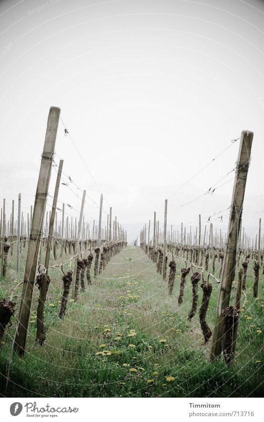 AST 7 | Aufstieg zum Lukow-Hügel. Umwelt Pflanze Nutzpflanze Wein Gras Holz Metall Wachstum ästhetisch einfach natürlich grau grün Gefühle Ordnung Fluchtpunkt