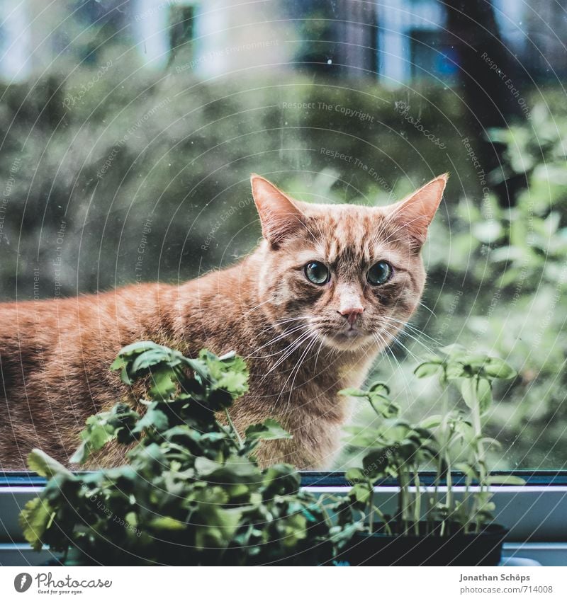 Kräutermietze Tier Haustier Katze Tierliebe Katzenkopf Fenster Fensterscheibe Kräuter & Gewürze Fensterbrett Blick direkt Wachsamkeit Tierporträt tierisch