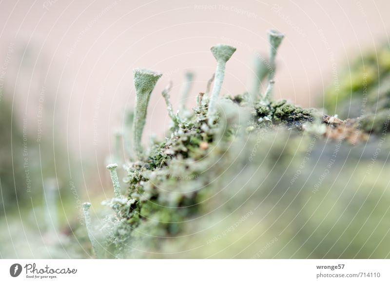 Waldtrompeten II Natur Pflanze Frühling Flechten Trompetenflechte klein natürlich grau grün Makroaufnahme Waldboden Cladonia fimbriata Detailaufnahme Pilz Harz