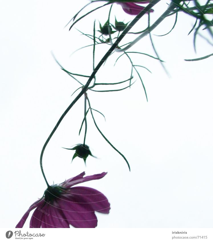 Cosma II hängend Schmuckkörbchen verkehrt Blume Pflanze Blüte zart rosa Pflanzenteile Blütenstiel Halm Stengel Anmut zerbrechlich zierlich Sommer Himmel elegant