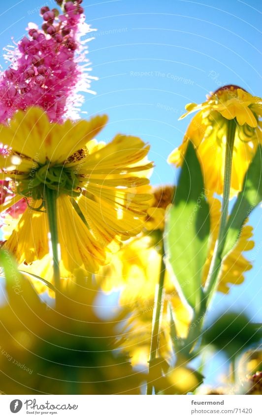 Bunter Spätsommer... (1) Sommer mehrfarbig Fröhlichkeit Blüte Licht hell Sonne Blume gelb Farbe Freude Glück Garten Schatten multicolored colors sun joy merrily