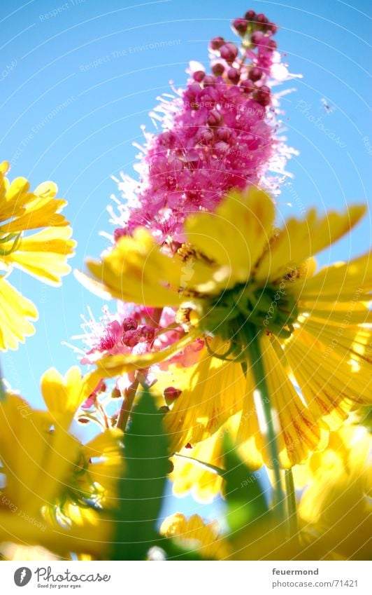 Bunter Spätsommer... (2) Sommer mehrfarbig Fröhlichkeit Blüte Licht hell Sonne Blume gelb Farbe Freude Glück Garten Schatten multicolored colors sun joy merrily