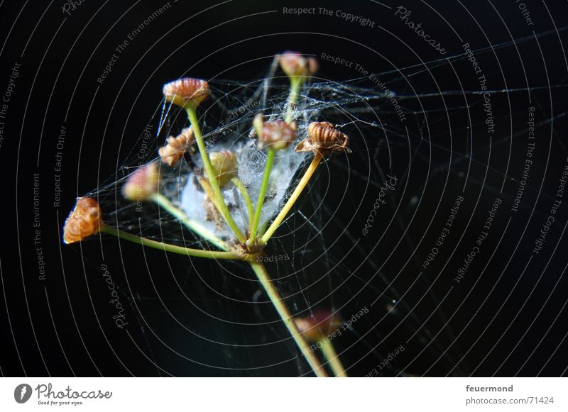 Spinnewipp Spinnennetz Blüte Blume Pflanze Netz versponnen Samen Blütenknospen Garten bloom flower sun spider seeds versponnen bud garden