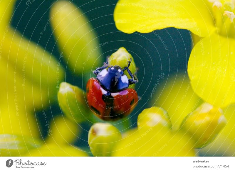 Ladybug between yellow blossom Marienkäfer Schiffsbug rot gelb Blüte Blume Insekt Natur Sommer Frühling springen aufwachen zerbrechlich klein ladybug Käfer