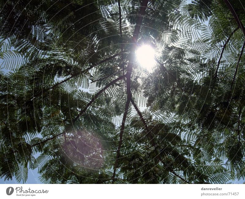 Parkbank-Chiller Blatt Baum Physik Ferien & Urlaub & Reisen Pause grell Sommer ruhig Sonnenstrahlen Erholung grün Halbschatten Geborgenheit Schatten Wärme