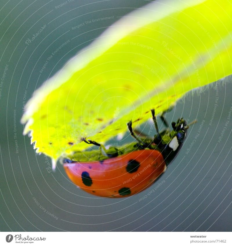 Ladybird under leaf Marienkäfer Schiffsbug rot schwarz gelb Blüte Blume Insekt Natur Sommer Frühling springen aufwachen zerbrechlich klein grün Licht Blatt