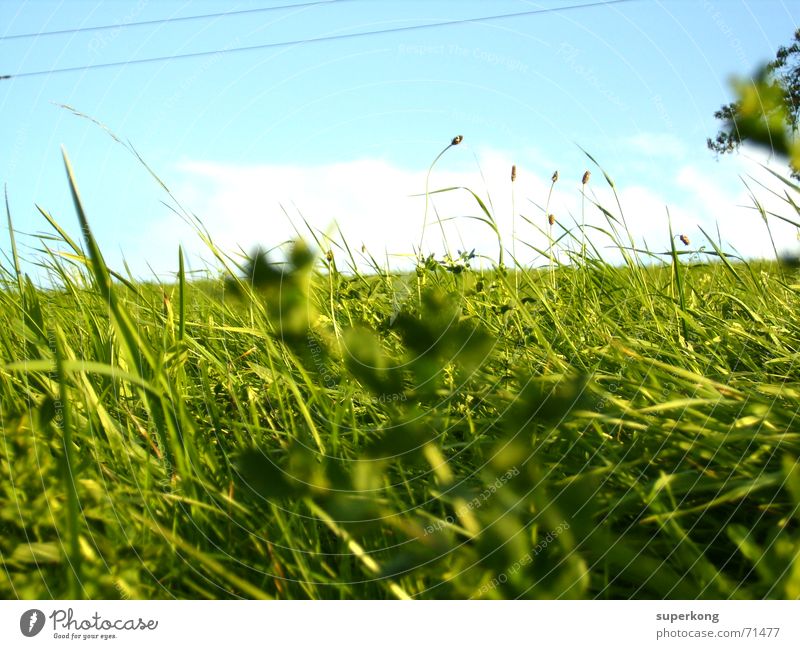 000 Naturliebe Indian Summer Halm saftig Wandertag Wiese Baum Sträucher Sommer Frühling Gras Fröhlichkeit Vergänglichkeit Alm Froschperspektive Gemeindeland