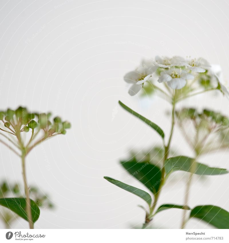 Blühstrauch Pflanze Blatt Blüte Grünpflanze ästhetisch frisch natürlich grün weiß Sträucher Blume Stengel Blütenknospen Blütenpflanze Farbfoto Gedeckte Farben