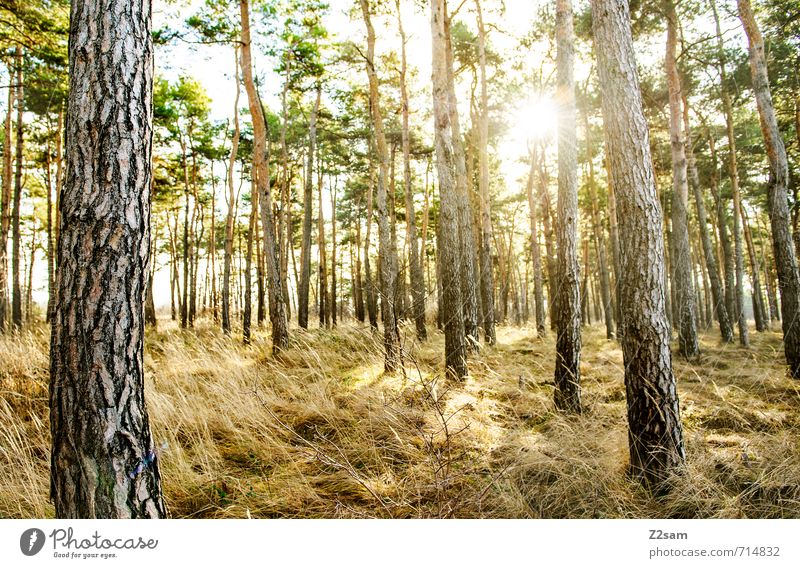 back to the woods Umwelt Natur Landschaft Sonne Sonnenaufgang Sonnenuntergang Sonnenlicht Frühling Sommer Pflanze Baum Gras Sträucher Wald Erholung ästhetisch