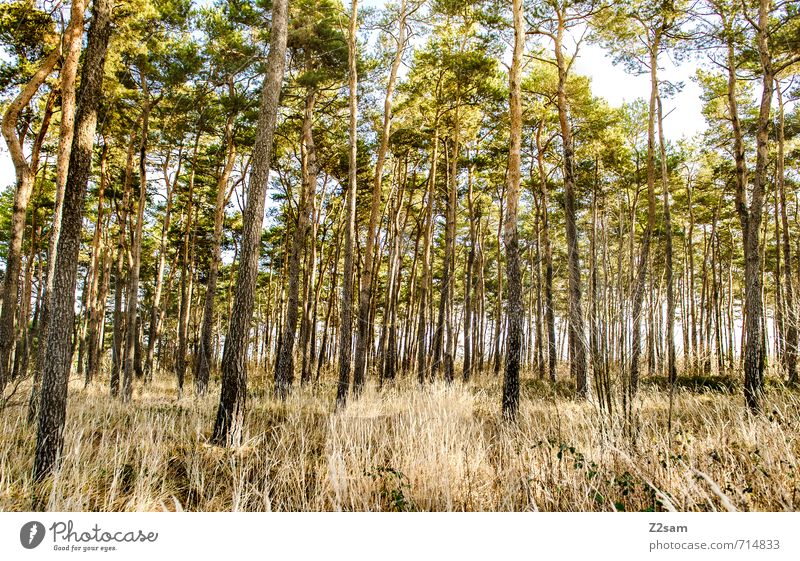 back to the woods Umwelt Natur Landschaft Sonne Frühling Baum Blume Sträucher Wald ästhetisch frisch Gesundheit nachhaltig natürlich Wärme gelb grün