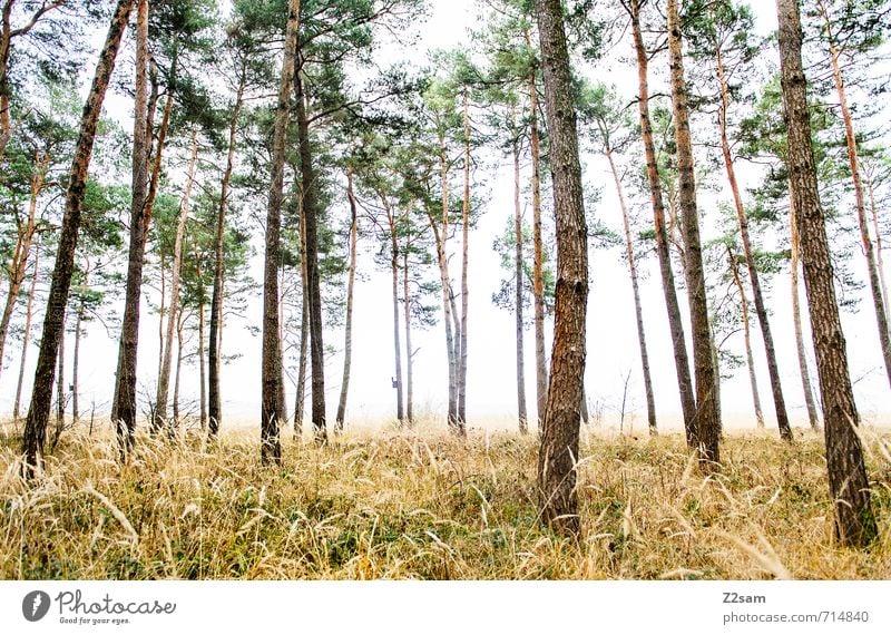 Zauberwald II Umwelt Natur Landschaft Herbst schlechtes Wetter Nebel Baum Gras Sträucher Wald gruselig kalt nachhaltig natürlich grün ruhig Einsamkeit Idylle