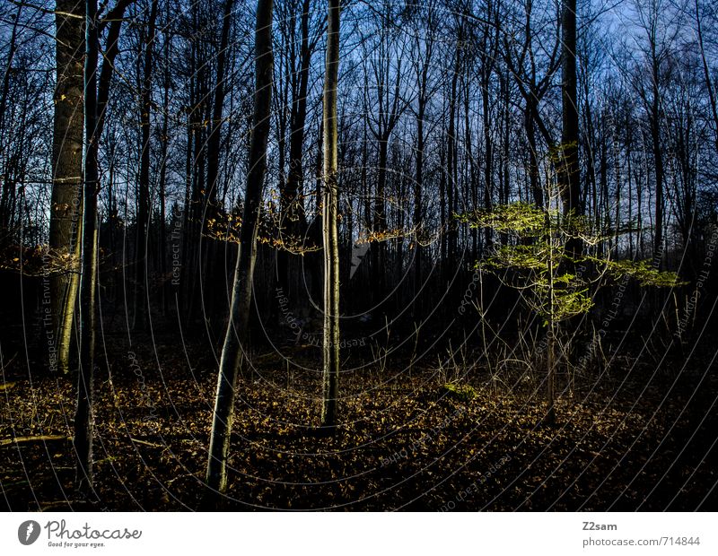 Wald bei Nacht Umwelt Natur Landschaft Himmel Baum Sträucher dunkel einfach gruselig kalt nachhaltig natürlich blau grün ruhig geheimnisvoll Idylle Surrealismus