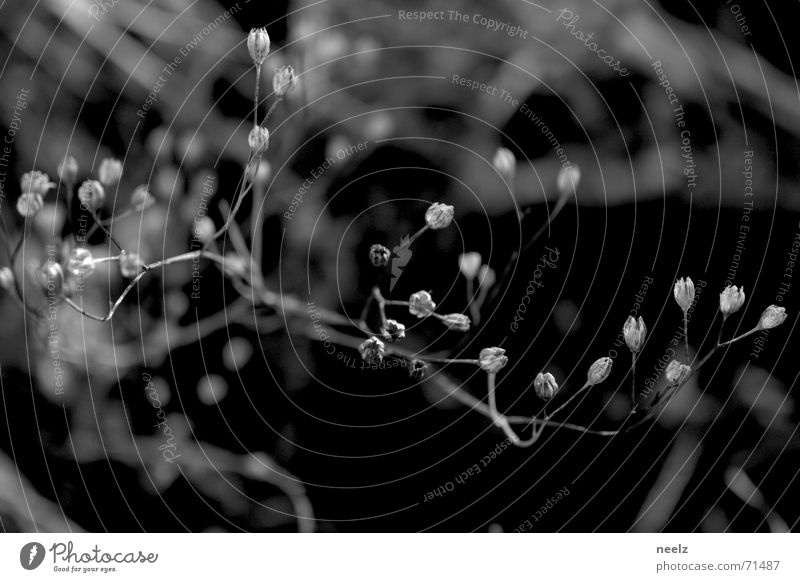 nahTUR Pflanze filigran fein Halm Unschärfe weiß zart grass knöspchen Wildtier wildwuchs