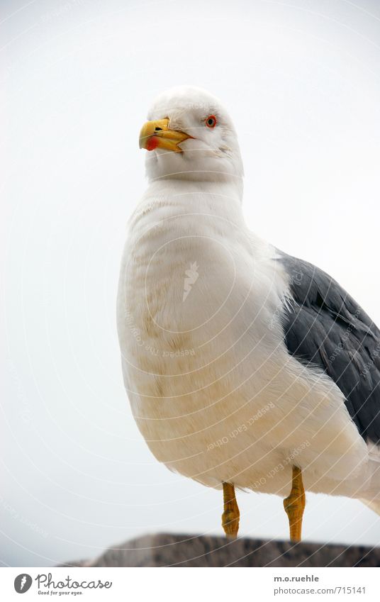 podest I Umwelt Natur Tier Wildtier Vogel Möwenvögel 1 Überleben Seemöwe Stolz stolzieren Körperhaltung Schnabel Feder rot weich Tschechow Jonathan Podest schön