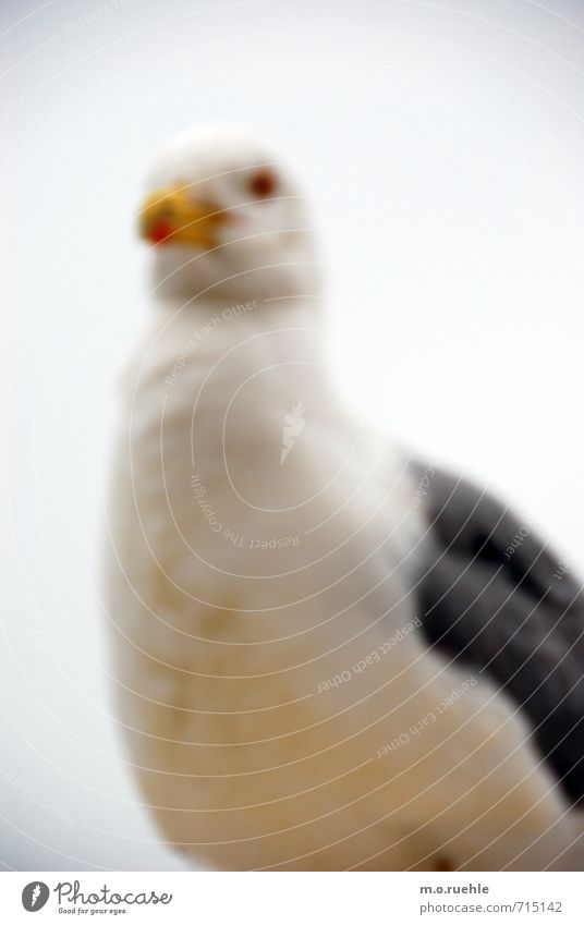 like not to get Umwelt Natur Tier Luft Wildtier Vogel Möwe 1 natürlich Fernweh Vergänglichkeit Möwenvögel Farbfoto Gedeckte Farben Außenaufnahme Experiment