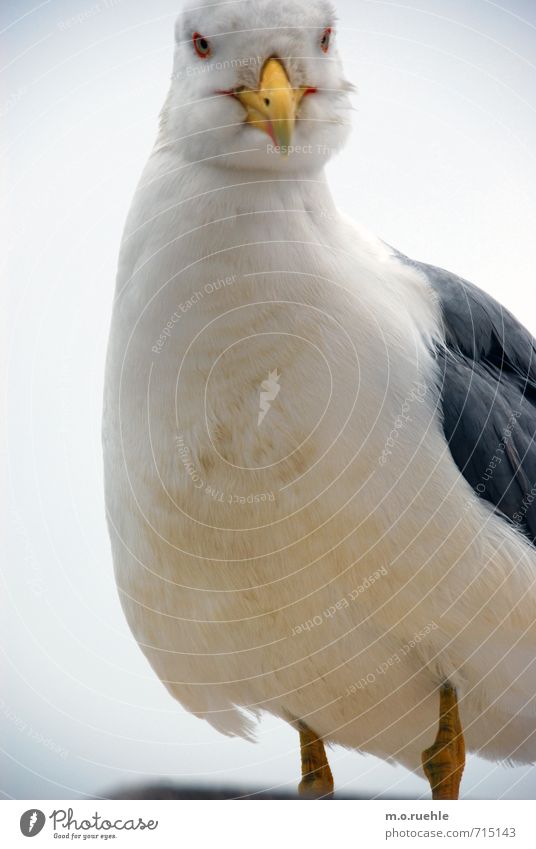 podest II Umwelt Tier Vogel Möwe 1 Natur Farbfoto Außenaufnahme Muster Menschenleer Textfreiraum links Textfreiraum rechts Textfreiraum oben Textfreiraum unten