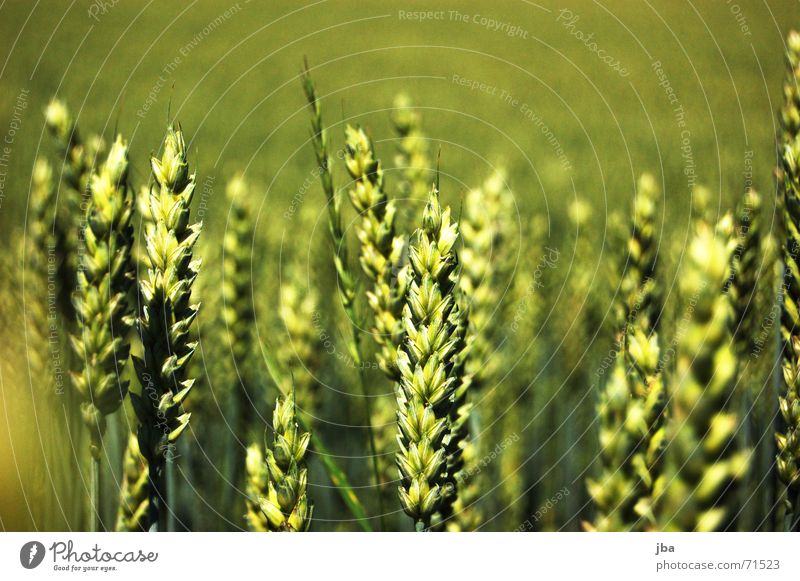 Fliegende Ähren Feld mehrere Tiefenschärfe Unschärfe Hintergrundbild stehen grün Mahlzeit Ernährung Lebensmittel satt viele scharf-unscharf tiefenunschärfe Wind