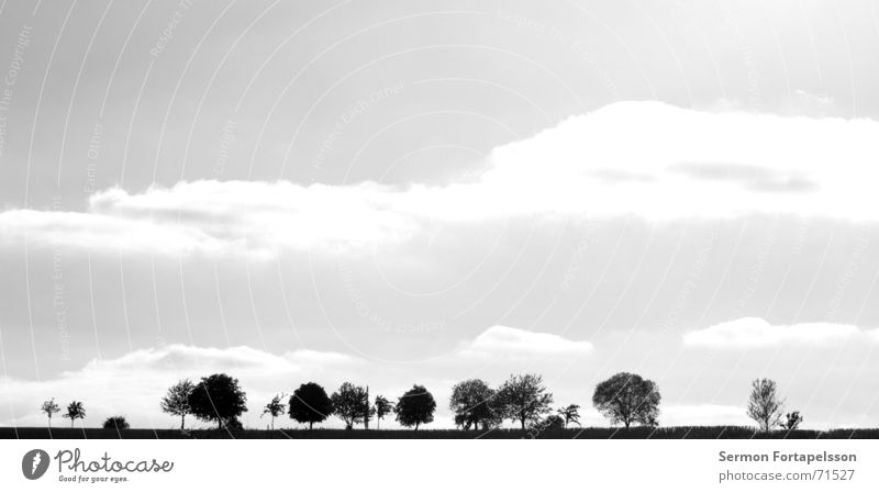 provinz, skyline Baum Wolken Feld Sommer Nachmittag Samstag Einsamkeit Landwirtschaft Wiese Wald flach einzeln Himmel Wind Silhouette Skyline Amerika Ast