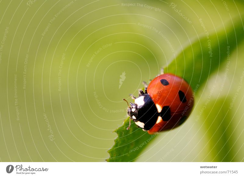 ladybird Marienkäfer Schiffsbug rot schwarz gelb Blüte Blume Insekt Natur Sommer Frühling springen aufwachen zerbrechlich klein grün Licht Blatt ladybug Käfer