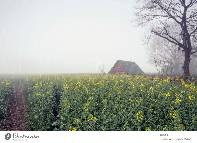 FrühlingsNebel Landschaft Horizont Feld Hütte Wege & Pfade Rapsfeld Landwirtschaft Baum Nutzpflanze Rohstoffe & Kraftstoffe nachwachsender Rohstoff Fußweg