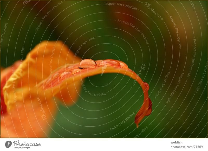 Impression Orange Wassertropfen Regen nass grün Lilien Pflanze Blatt Trauer Fröhlichkeit verborgen Unschärfe tropfenwelt orange Natur Traurigkeit sanft gemalt