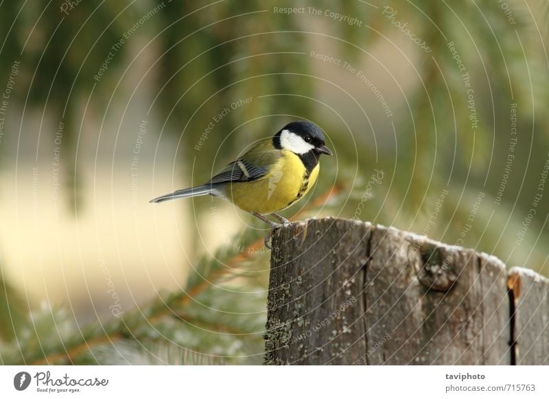 Kohlmeise auf einem Stumpf stehend schön Leben Winter Garten Umwelt Natur Tier Park Wald Vogel beobachten sitzen klein lustig natürlich wild gelb grün schwarz