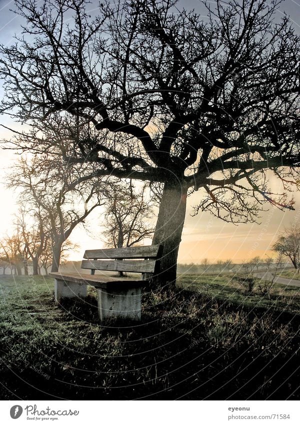 ruhe bequem ruhig Baum Wiese Nebel Herbst Nachtruhe Nebelschleier Sofa Halbschlaf Baumstruktur Altersversorgung Ruhemöbel schlafen schweigen Gras Waldlichtung