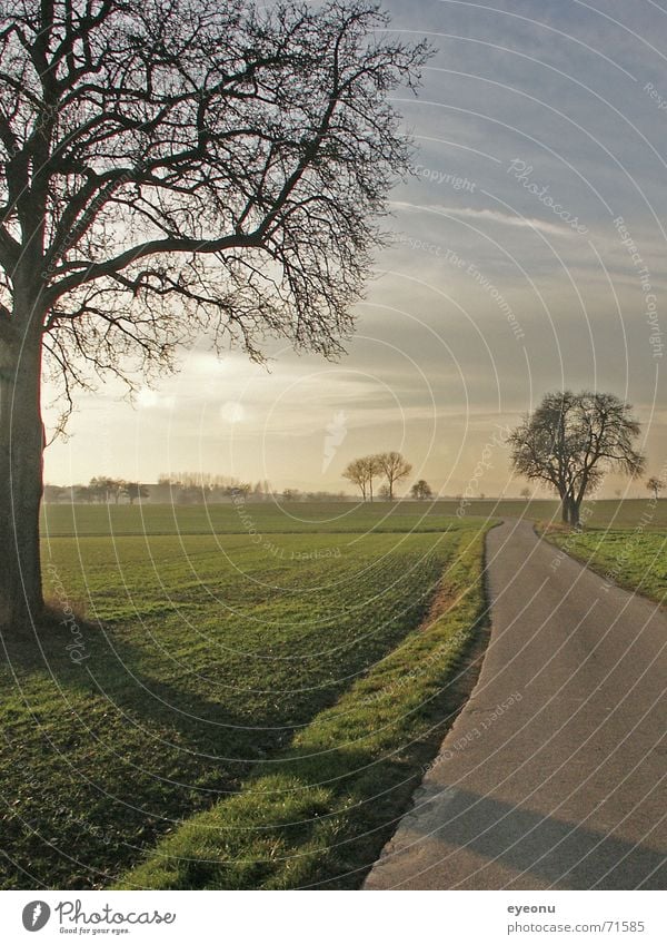 Weg Baum Wiese Herbst Nebel grün Erde Sand way Wege & Pfade Morgen Abend evening morning autuum trees path