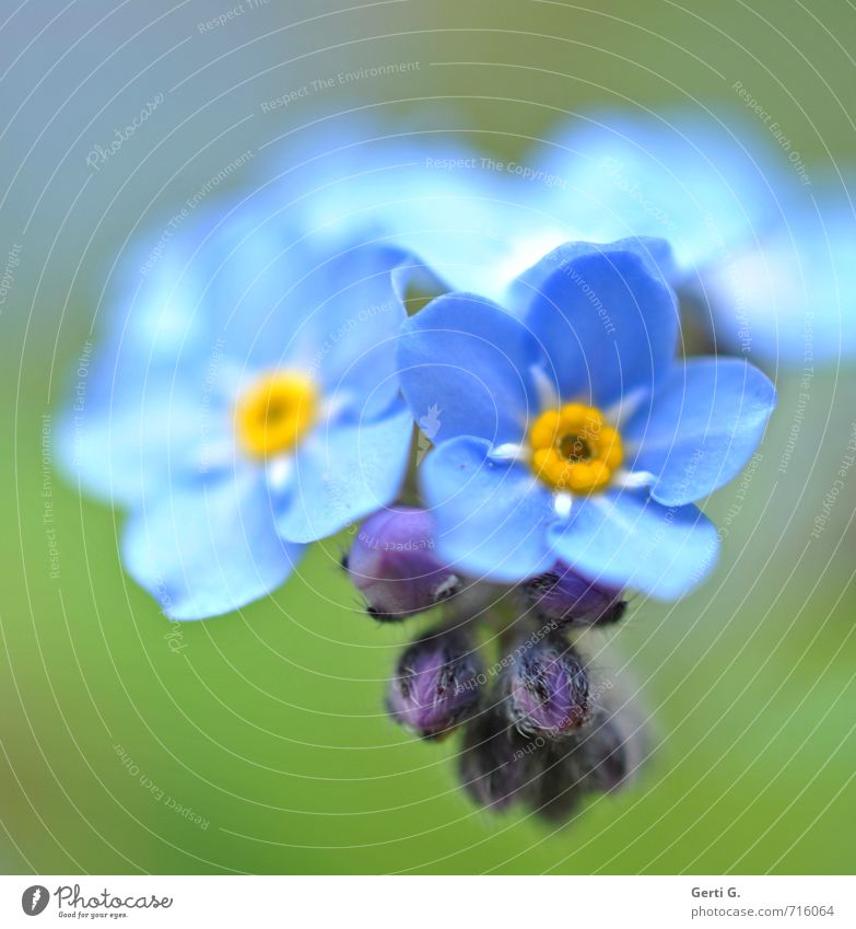 forget me not Natur Pflanze Blume Wildpflanze Vergißmeinnicht Garten klein nah weich blau grün Gefühle zart verwundbar Farbfoto Außenaufnahme Nahaufnahme