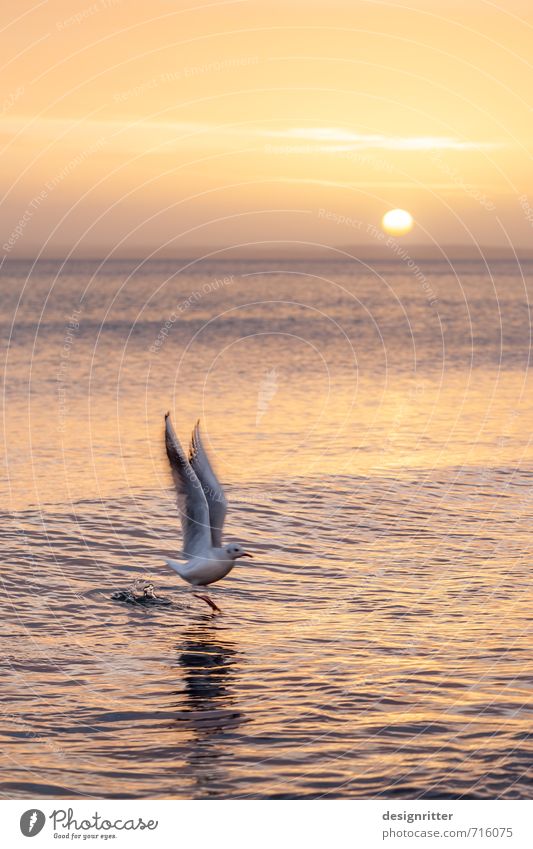 Aufschwung Ferien & Urlaub & Reisen Strand Wasser Wassertropfen Wetter Schönes Wetter Wellen Küste Ostsee Meer Tier Vogel Möwe Seevogel 1 fliegen Farbfoto