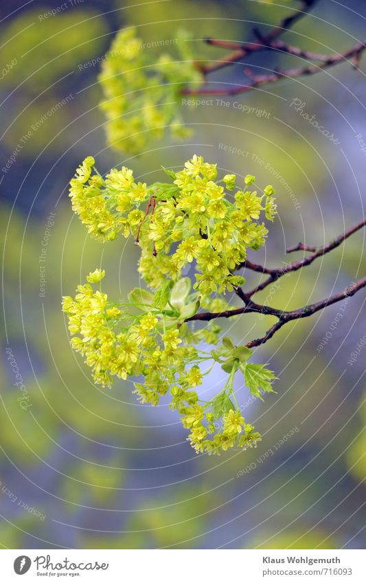 Ahornblüten vor blauem Himmel Pflanze Baum Park Feld Wald Blühend braun gelb gold grün rot Farbfoto Außenaufnahme Detailaufnahme Makroaufnahme Tag Licht