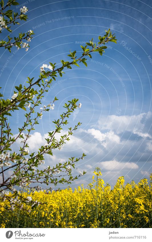 frühlingsgrüsse. harmonisch Natur Landschaft Pflanze Himmel Wolken Frühling Blüte Nutzpflanze Feld blau mehrfarbig gelb weiß Umwelt Ferne Raps Rapsfeld