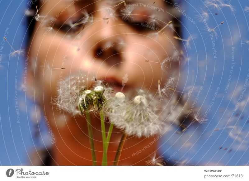 Blowing Dandelion 2 Löwenzahn Allergie Luft Sommer Wunsch blasen Glück fliegen blau Gesicht Wind Mädchen Samen Pollenflug