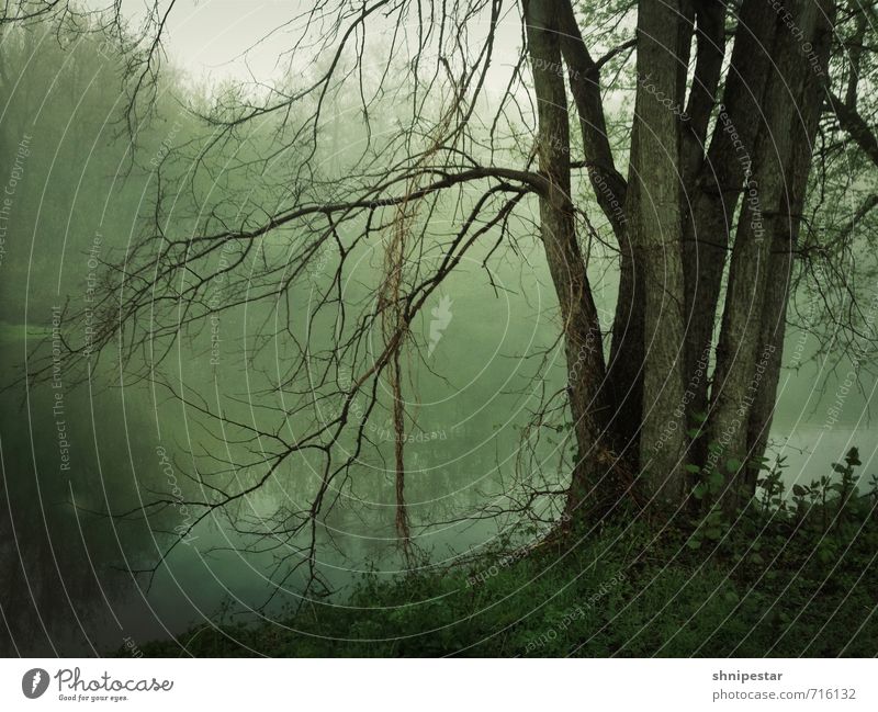 Morgens halb sieben in Deutschland Angeln Natur Landschaft Pflanze Urelemente Erde Wasser Frühling Wetter schlechtes Wetter Nebel Regen Fluss Panke Berlin