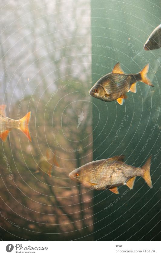 eintauchen Umwelt Natur Landschaft Tier Wasser Baum Wildtier Fisch Zoo Aquarium Tiergruppe Schwarm Schwimmen & Baden blau Gelassenheit geduldig ruhig Schweben