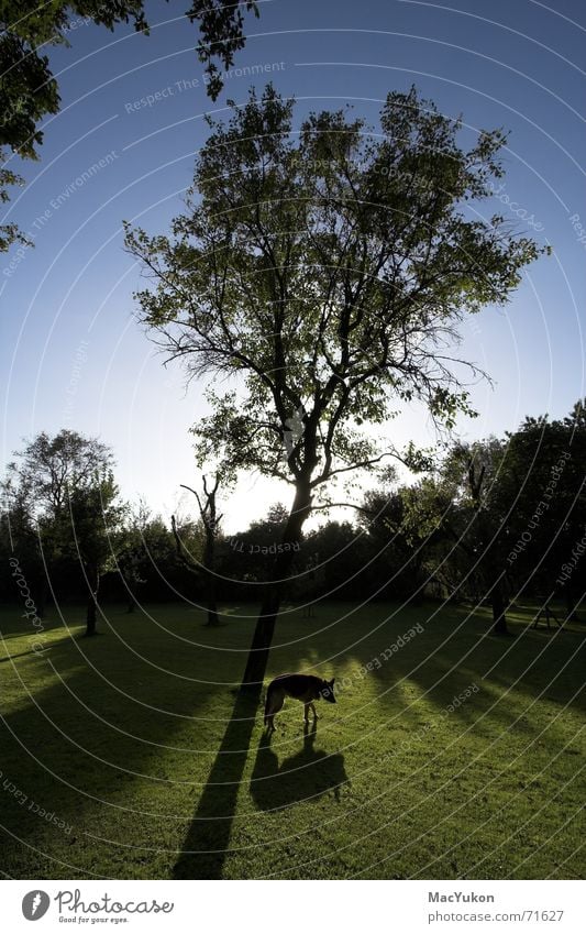 Schattenbaum Baum Hund Gras Weitwinkel Gegenlicht Wiese Himmel blau Rasen Sonne Deutscher Schäferhund