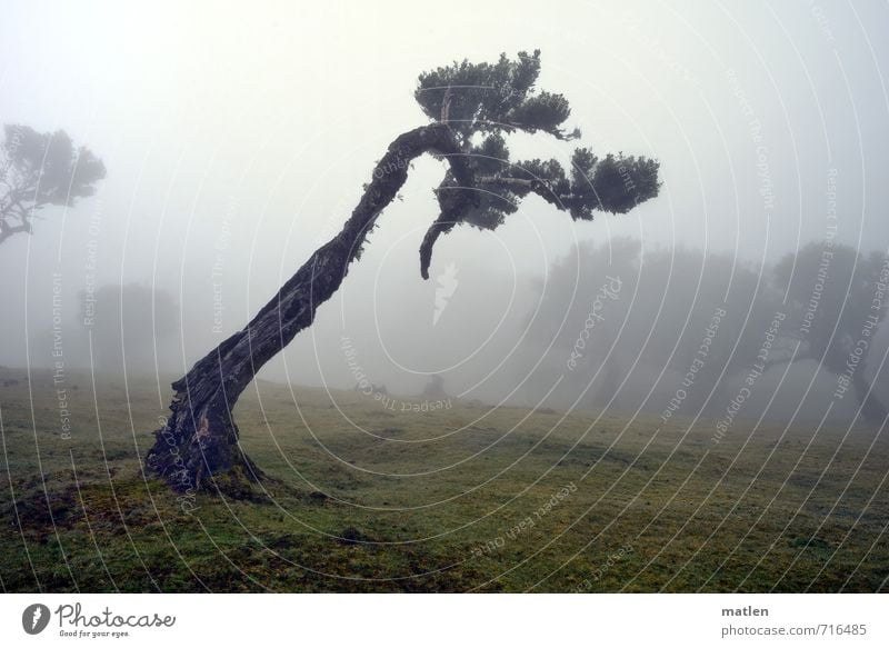 Rechtsabbieger Natur Landschaft Pflanze Wetter schlechtes Wetter Nebel Baum Gras Wiese Wald alt braun grau grün Kampf eigenwillig beugen Farbfoto