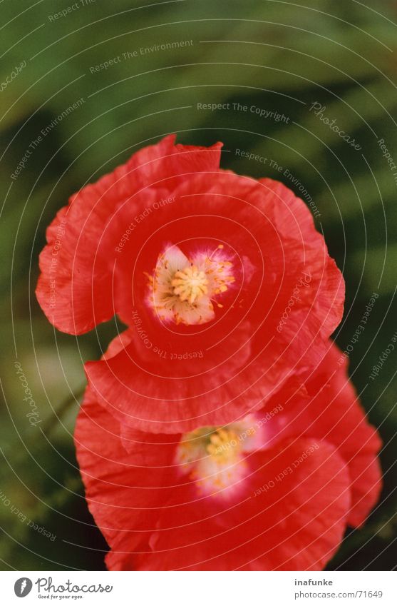 Mohn im Doppelpack Blume Blüte rot Pflanze grün Wachstum Reifezeit Garten