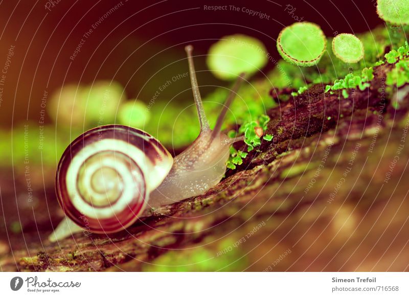 Schnecke 2 Natur Pflanze Tier Baum Moos Wildtier 1 rennen Bewegung nah nass natürlich schleimig braun grün schwarz Kraft Tierliebe Trägheit Abenteuer Beginn