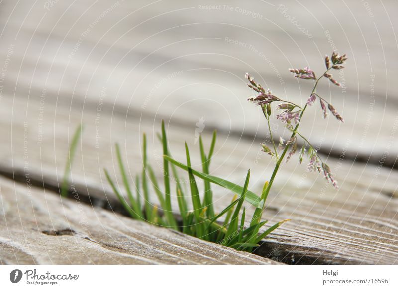 AST 7 | Lebenswille... Umwelt Natur Pflanze Frühling Gras Blüte Wildpflanze Holz Blühend stehen Wachstum außergewöhnlich einzigartig klein natürlich braun grün