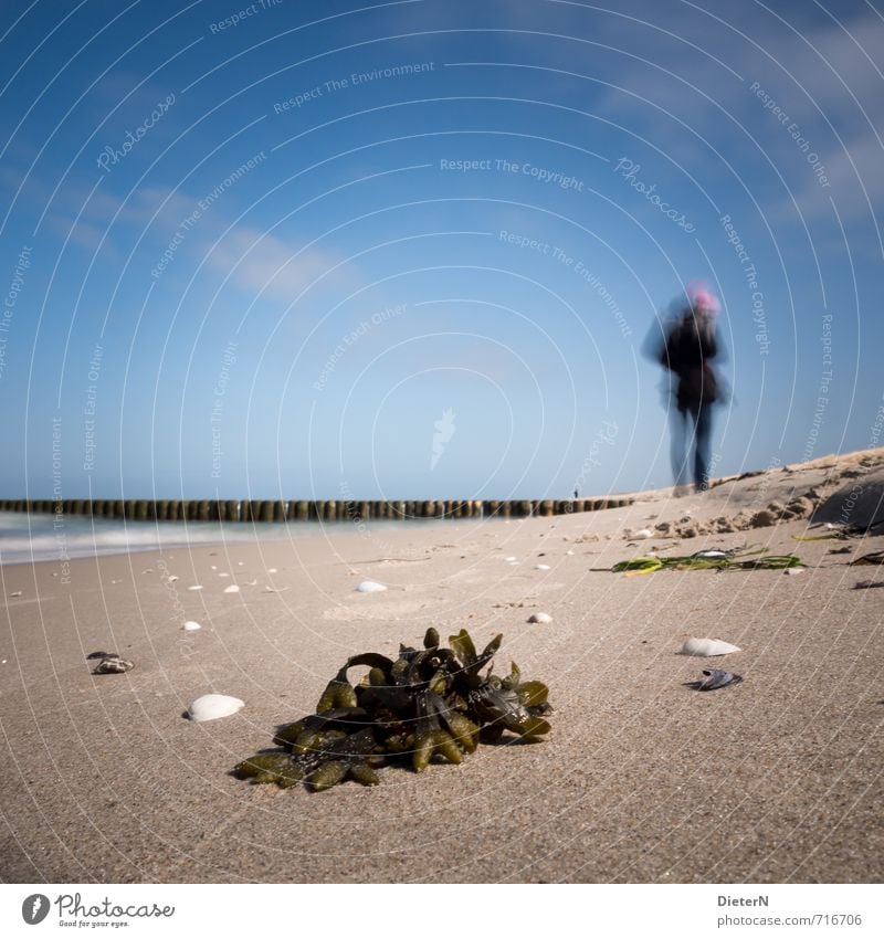 Spaziergang Strand Meer Sand Wasser Ostsee blau braun Mecklenburg-Vorpommern Muschel Seegras Himmel Wolken Buhne Farbfoto Textfreiraum links Textfreiraum oben