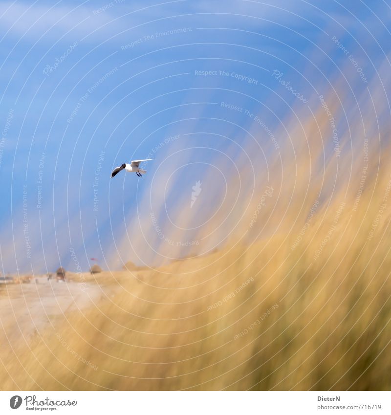 Schweben Strand Meer Sand Wasser Gras Ostsee Tier Wildtier Vogel 1 blau gelb Mecklenburg-Vorpommern Wustrow Himmel Möwe Farbfoto mehrfarbig Außenaufnahme